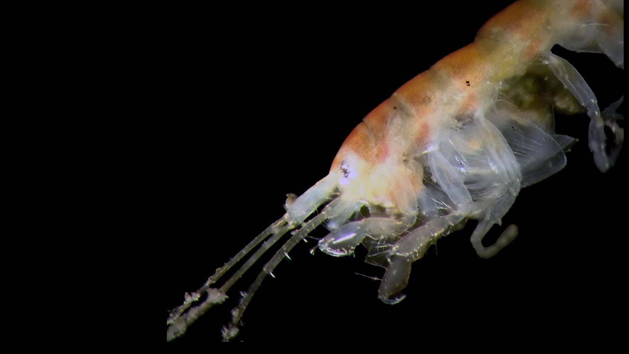 Zoología marina (especies no determinadas)