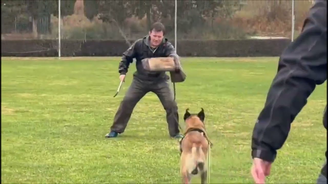 AhzaruSS Katana (Malinois) tercera sesión IGP protección 24 meses