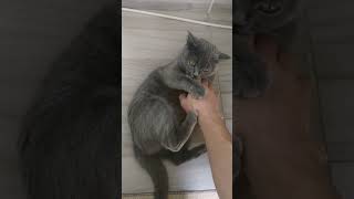 Cute cats videos 🐈🐈, sevimli kedi videosu, 🐈🐱