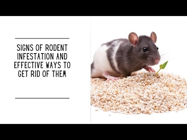 ⁣Signs of Rodent Infestation and Effective Ways to Get Rid of Them