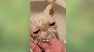 Funniest Animals - Best Of The 2022 Funny Animal Videos - Cutest Animals Ever 5 by 100 PERCENT PETS No views 1 year ago 1 minute, 41 seconds
