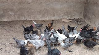 تربية الدجاج : تقديم البكتيريا النافعة لرفع مناعة الكتاكيت و تقديم الفيتامينات للقطيع البياض ...
