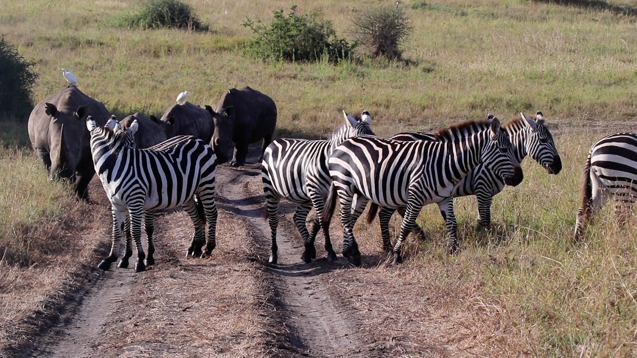 Don't stand in the way of massive white rhinos
