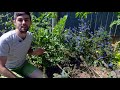 Permaculture teacher Ryan Sandford-Blackburn discussing guilds and gardens!