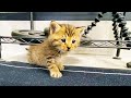 保護した子猫が大冒険をしてました