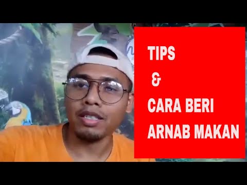 Video: Cara Memberi Makan Arnab