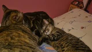 Catechins and his Feral Sisters