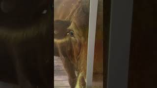 #farmpets #petcows #homesteading