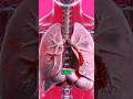 A Cigarette Enters Your Lungs… Then THIS Happens #facts #brainhealth #weakmemory
