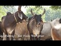 कांकरेज क्रॉस ब्रीडिंग से कैसे बच गई  | Cross Breeding Could not Effect Kankrej Cow Breed