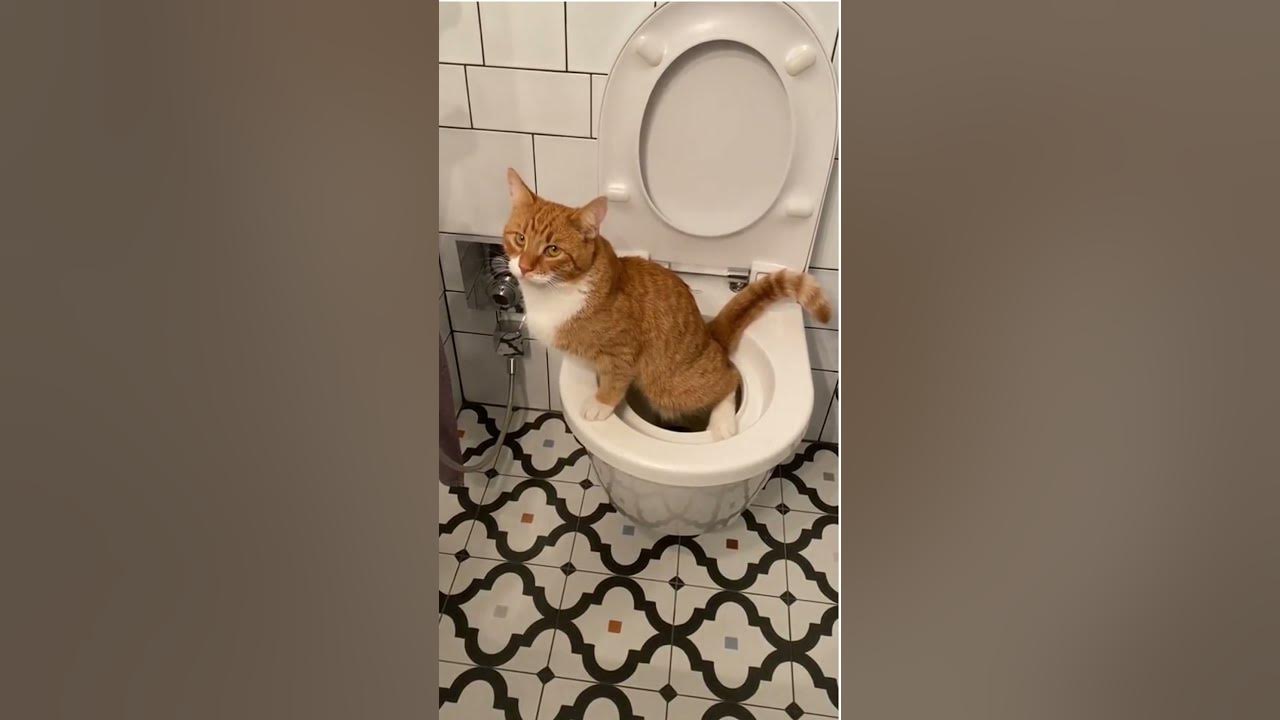 How does a cat use the toilet? no litter box needed, if your cat uses