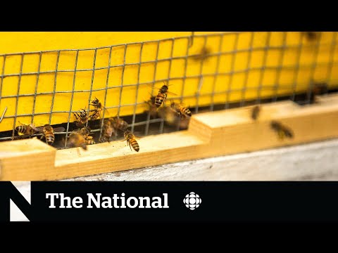 Parasitic Mites Cause Anxiety For Beekeepers 