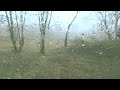 Футаж За окном весна