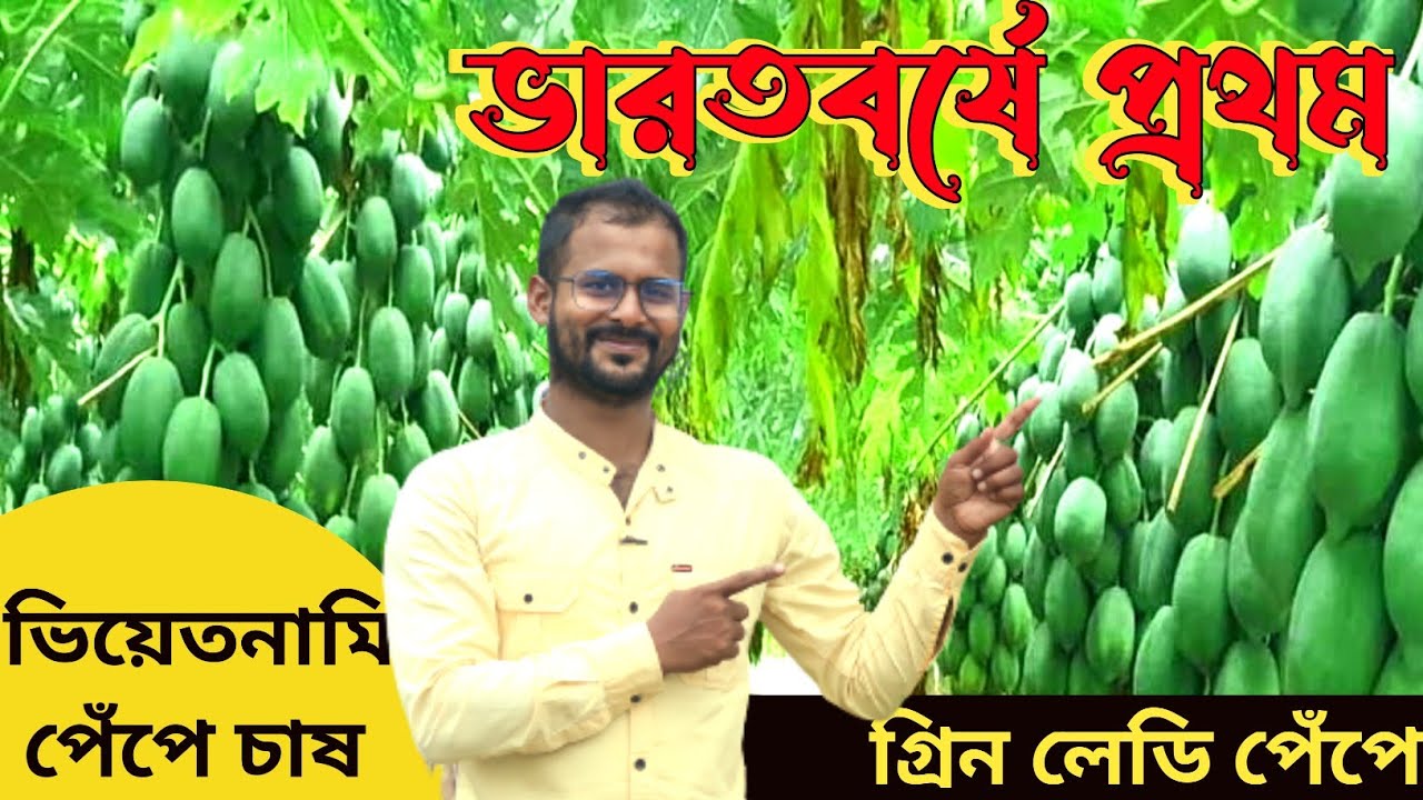 green lady papaya farming in West Bengal ভারতবর্ষে প্রথম গ্রিন লেডি