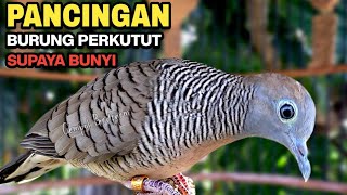 Perkutut Lokal Gacor Suara Besar Pancingan Burung Perkutut Agar Cepat Bunyi.