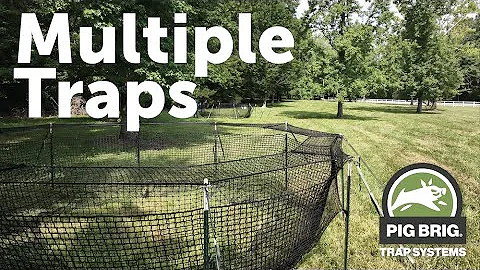 Multiple Trap Sets and Benefits | Pig Brig Trap Systems