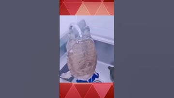 Turtle bit the kitchen faucet