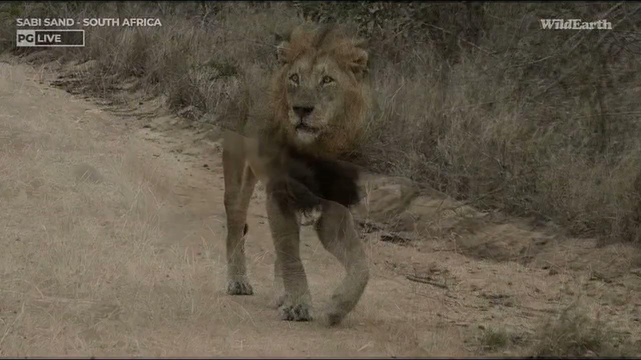 Tribute to a Stunning Male Lion S8/Imbali