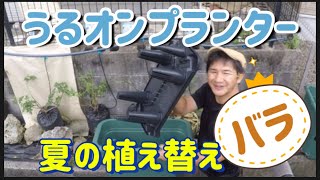 【夏のバラ植え替え】の巻き！