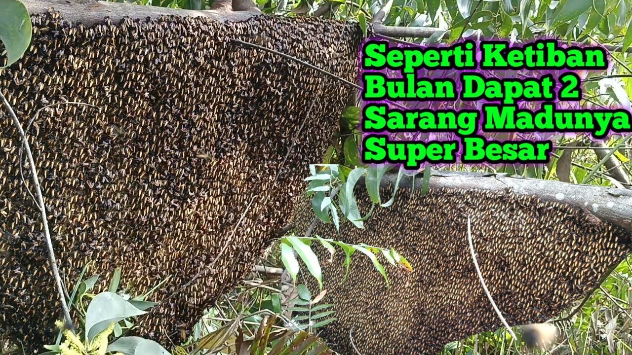 Bagaikan Ketiban Bulan Panen 2 Sarang Madunya 20 Kiloan #bee#honey#panenmaduhutan#lebah#hutan#viral 