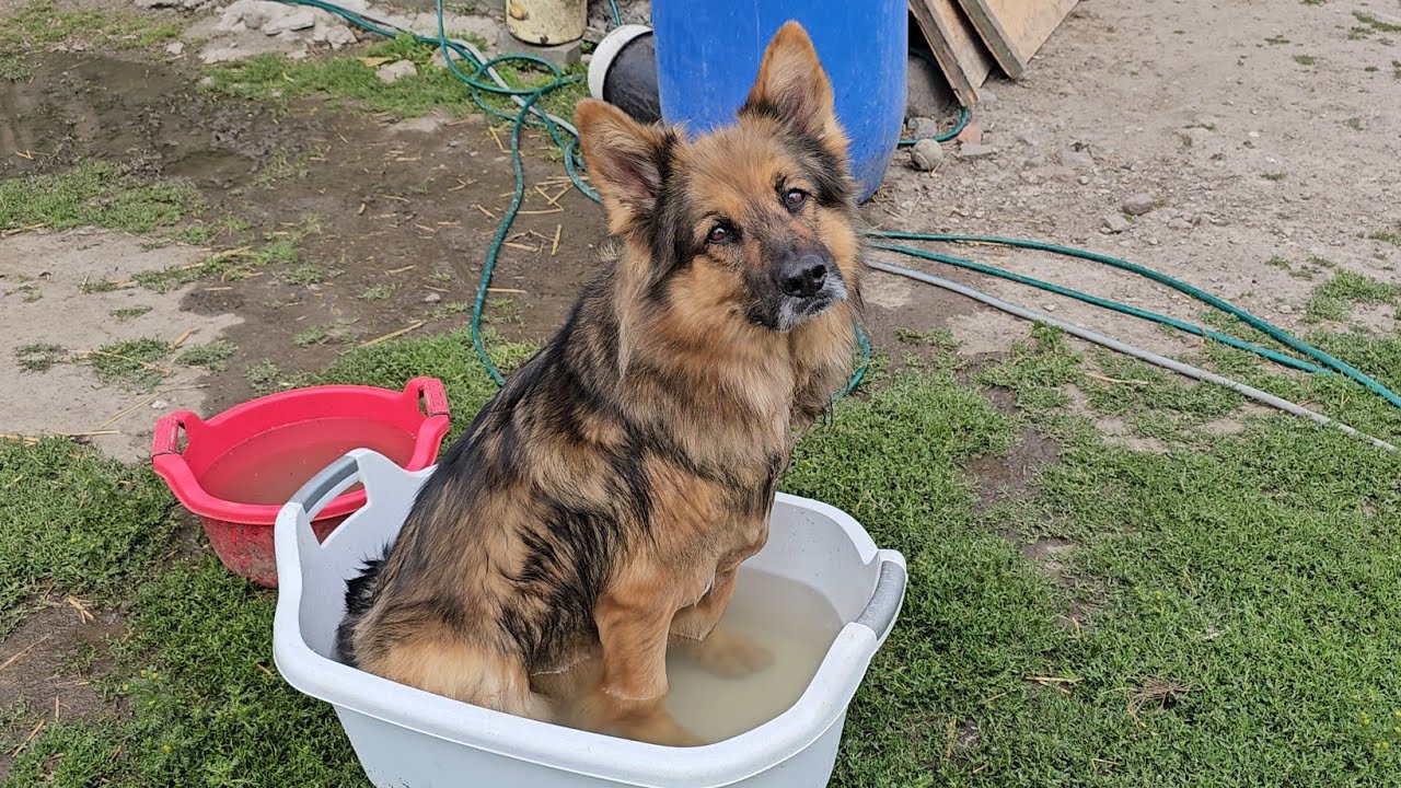 LILA NIE ZJADŁA ARESA - Wyczesaliśmy jej futerko