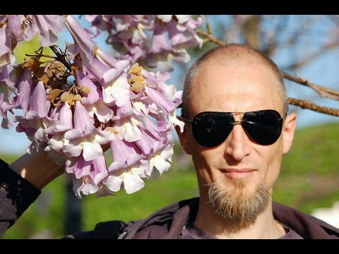 Что такое павловния ? Для чего она ? Почему столько шума вокруг нее ?