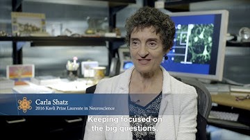 Carla Shatz Focuses on the Big Questions
