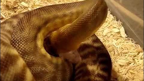 Both of my Woma Pythons Eating!