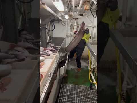 مجزر الأسماك الكبيره