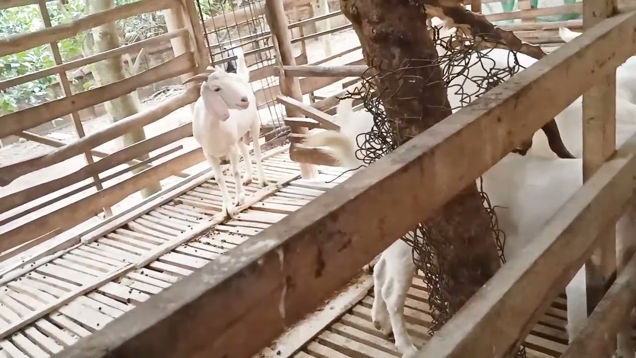 Nuôi dê 4 năm được và mất những gì 