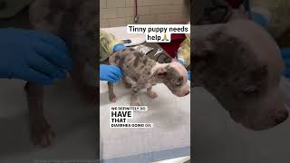 🚨 TINY PUPPY OCTAVIUS NEEDS YOU! 🚨Octavius was rushed to the hospital#puppy #donate #pitbullpuppy