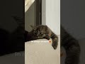 Blue’s done w his brother’s and sister 😡🤣 #viral #funniestvideo #shorts #cats #mainecoon #persian