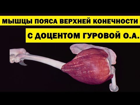 Мышцы пояса верхней конечности | Анатомия человека [3D] [4K]✅