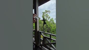 Hand Feeding A Hummingbird || ViralHog