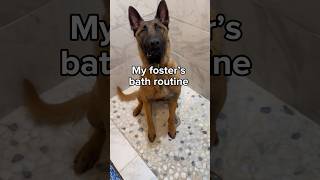 Do you think Magnus enjoyed it?  #dogsofyoutube #belgianmalinois