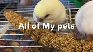 All of My Pets by David Morgan 14 views 3 years ago 18 minutes