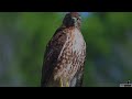 4k Footage Of A Red Tailed Hawk Preening While On The Hunt!