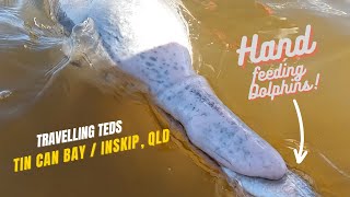 Tin can bay Wild Dolphin Feeding & Inskip QLD
