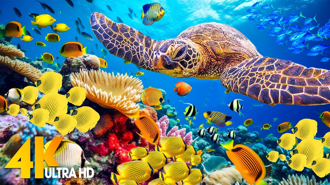 [NEW] 11H Stunning 4K Underwater Wonders - Relaxing Music | Coral Reefs ...