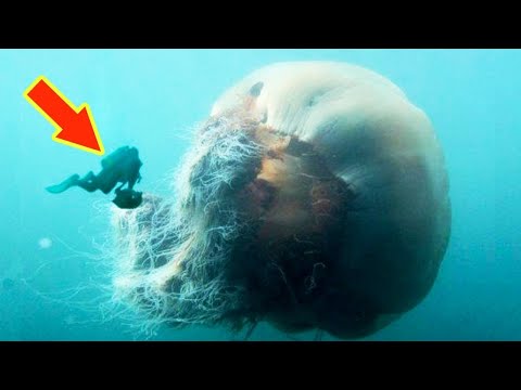 וִידֵאוֹ: צרעת ים (מדוזת קופסה) - מפלצת ים קטלנית