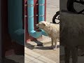 Man Creates Food And Water Dispensers For Stray Dogs From PVC Pipes