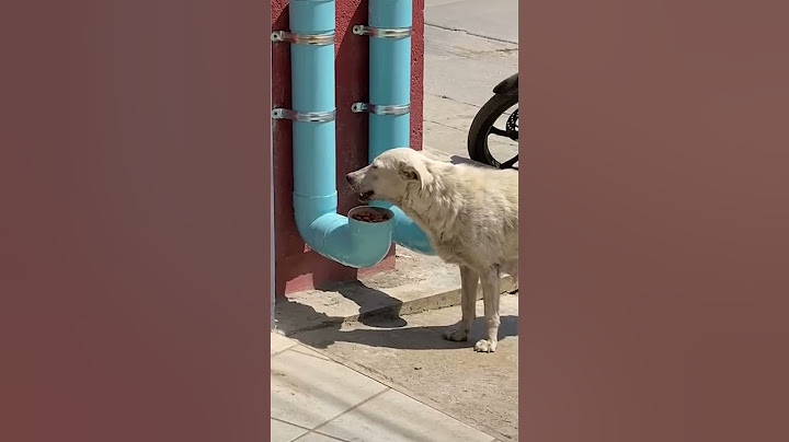 Man Creates Food And Water Dispensers For Stray Dogs From PVC Pipes