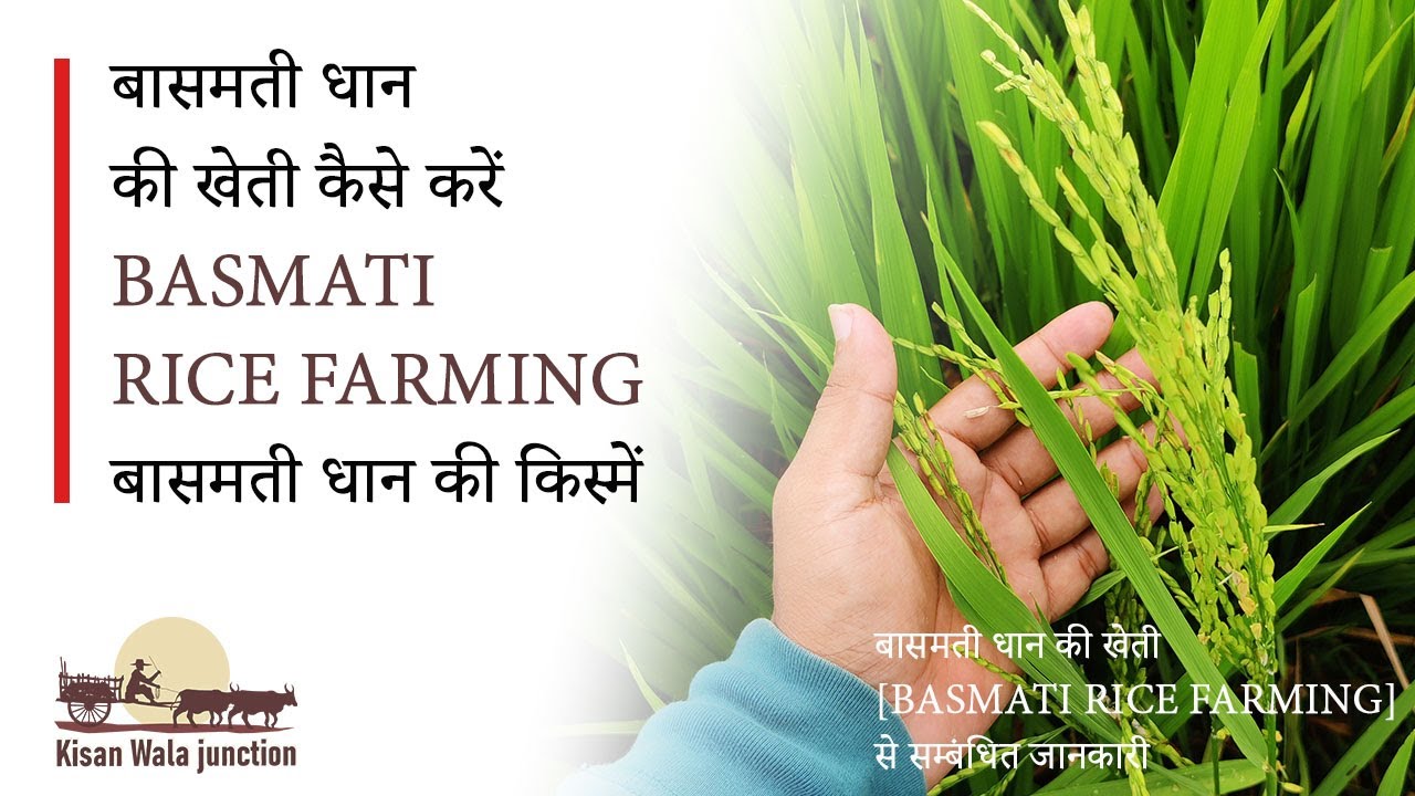 बासमती धान की खेती कैसे करें Basmati Rice Farming बासमती धान की किस्में