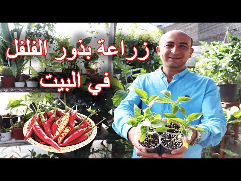 فيديو: كيفية زراعة الفلفل للشتلات في المنزل