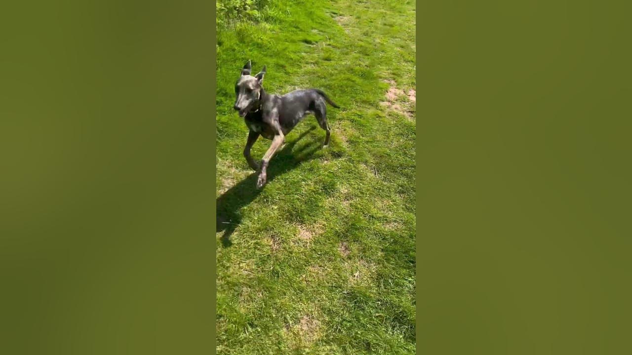 Zoomies in the field dog lurcher dogtraining rescuedog zoomies