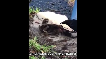 Ворона живьем съедает утёнка.  Жестоко...!!!