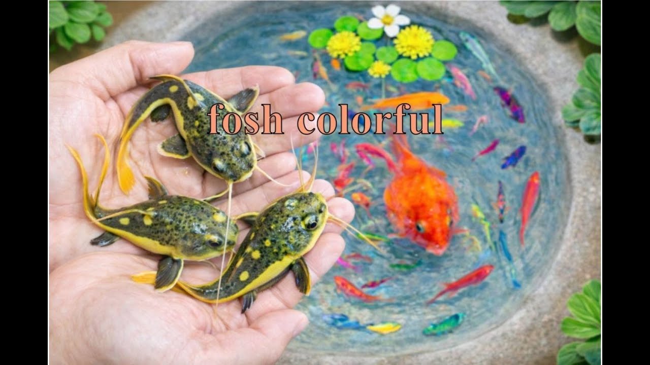 Big Catfish Found with Colorful Aquarium Fish