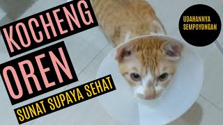 Kucing Steril Supaya Sehat