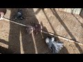 Продажа голубей Индийских павлинов