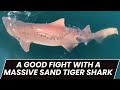 Massive sand tiger shark vs bongcort who will winmiss belmar princess
